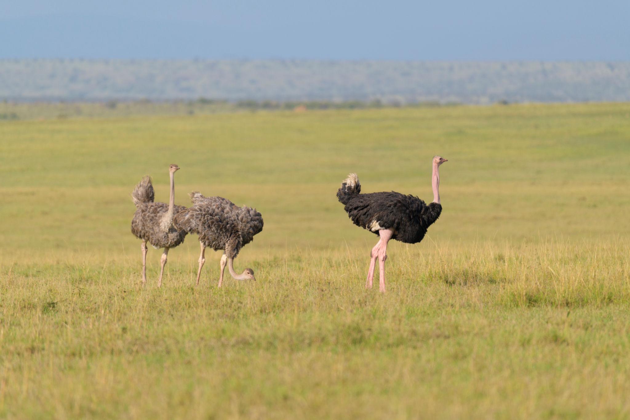 birdwatching 1
